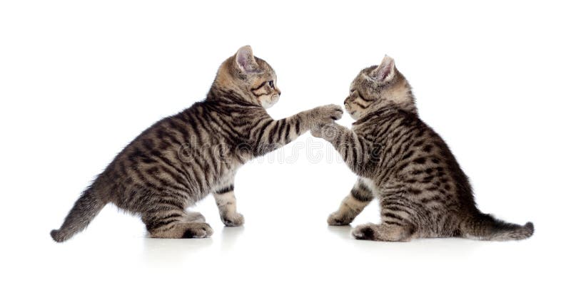 kattungar little som tillsammans leker två fotografering för bildbyråer kattungar little som tillsammans leker två fotografering för bildbyråer