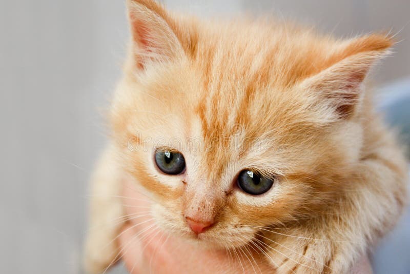 kattunge arkivbilder kattunge arkivbilder