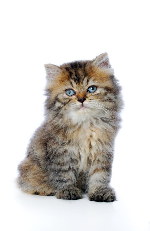 Download Kattunge fotografering för bildbyråer. Bild av päls, studio - 3542921