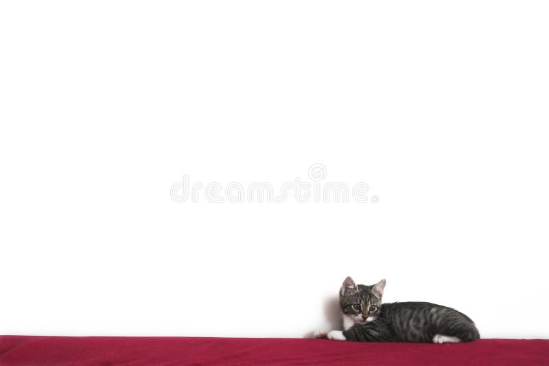 Gatito mintiendo sobre el una cama contra blanco muro.