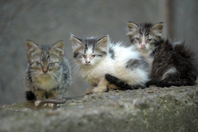 Three homeless kitten in the street. Three homeless kitten in the street