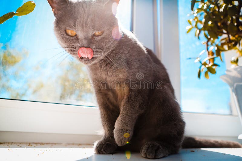 Kattunge för kort hår för britt blå royaltyfria foton Kattunge för kort hår för britt blå royaltyfria foton