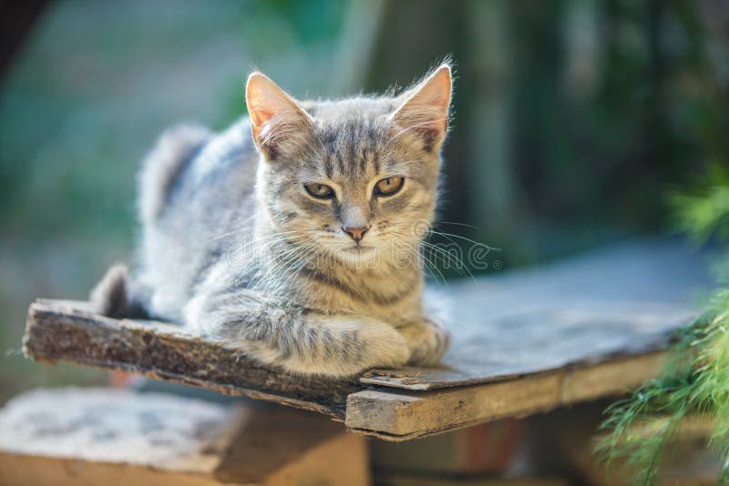 Kattunge som kopplar av i trädgården arkivbild Kattunge som kopplar av i trädgården arkivbild