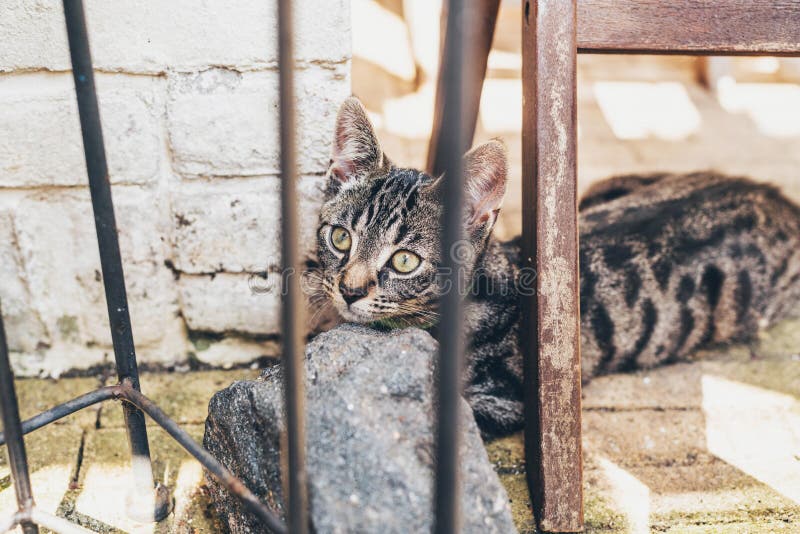 Kattunge som ligger vila dess huvud på en vagga royaltyfria bilder Kattunge som ligger vila dess huvud på en vagga royaltyfria bilder