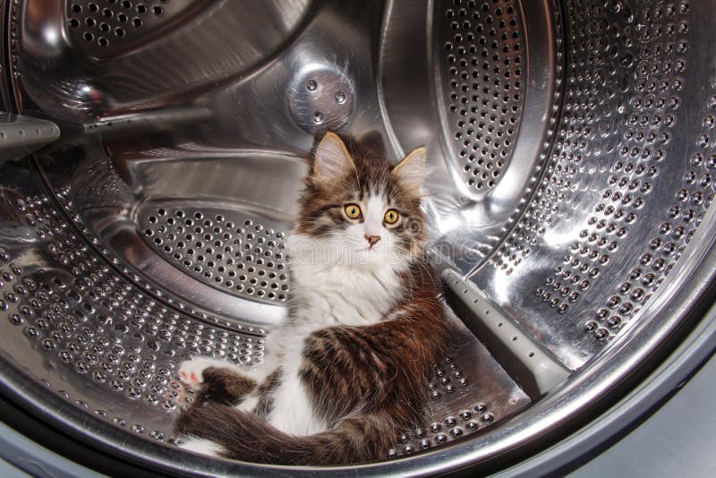 Kattungenederlag i tvagningmaskinen royaltyfria bilder Kattungenederlag i tvagningmaskinen royaltyfria bilder