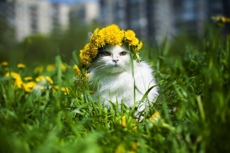 Kattvår arkivbilder Kattvår arkivbilder