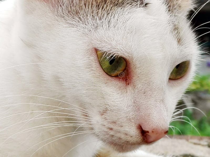 KATTÖGON ÄR HÄRLIGA arkivfoto KATTÖGON ÄR HÄRLIGA arkivfoto