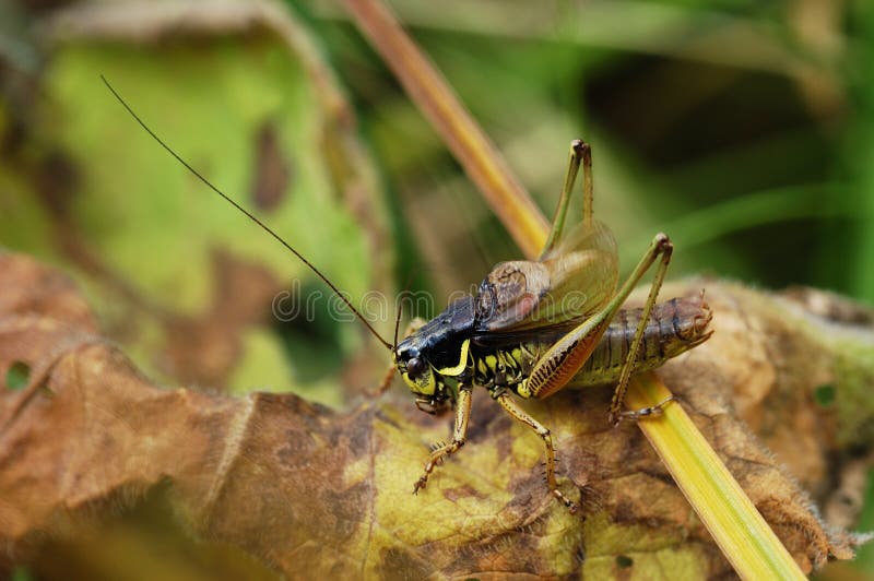 Katydid