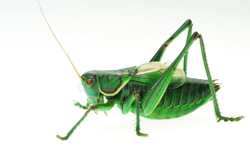 Katydid detail