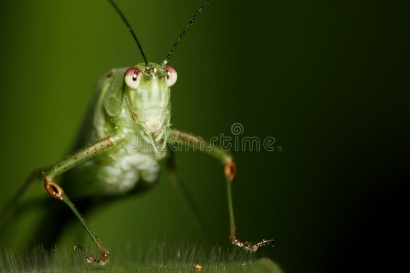 Katydid face portrait