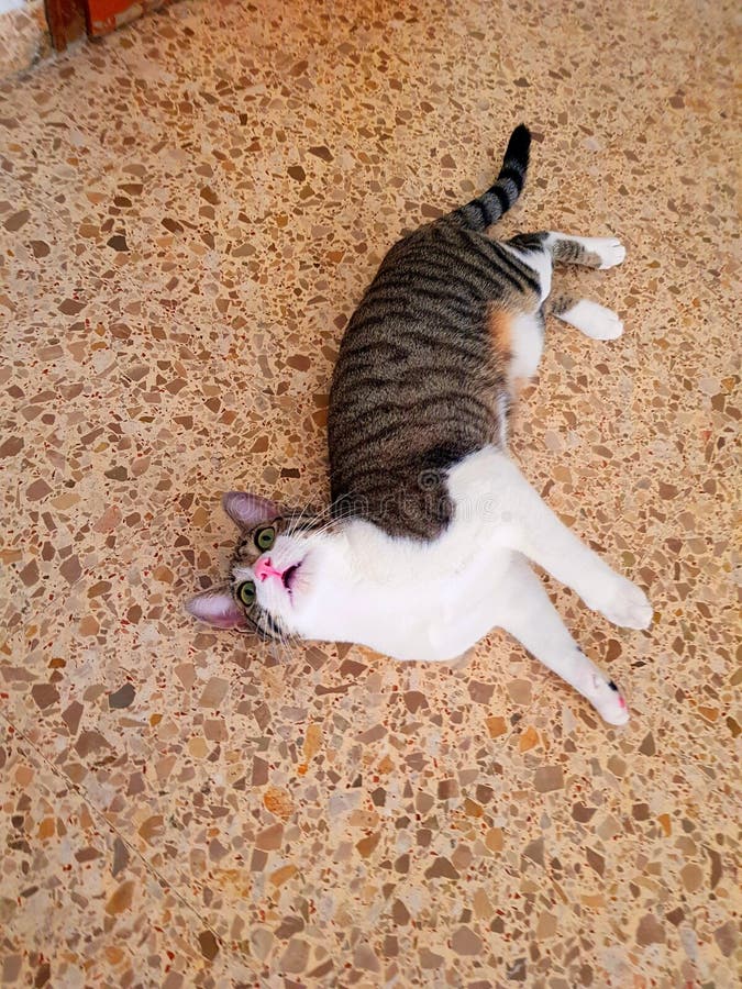 Katze Mit Offenem Mund Stockfoto Bild Von Mund Katze