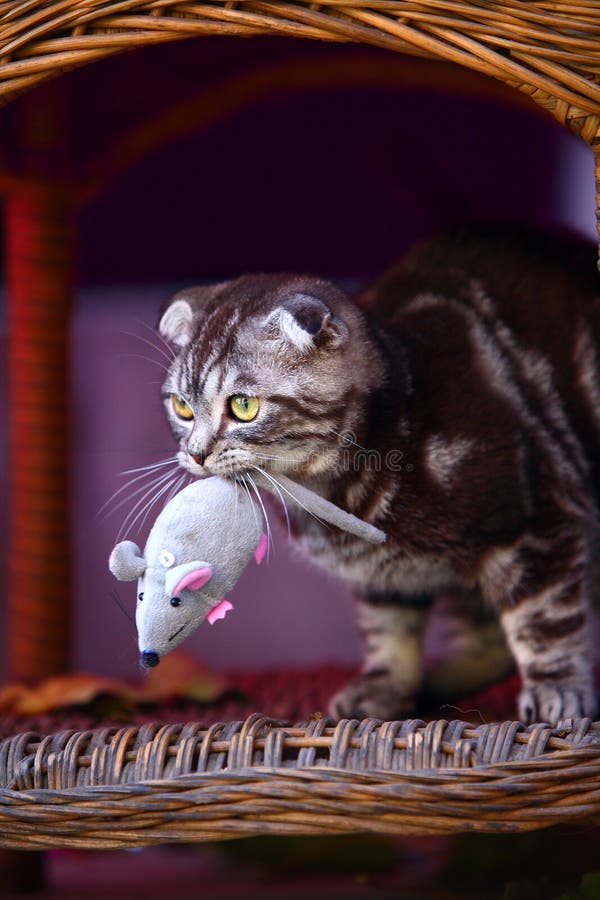 Katze stockfotos Katze stockfotos