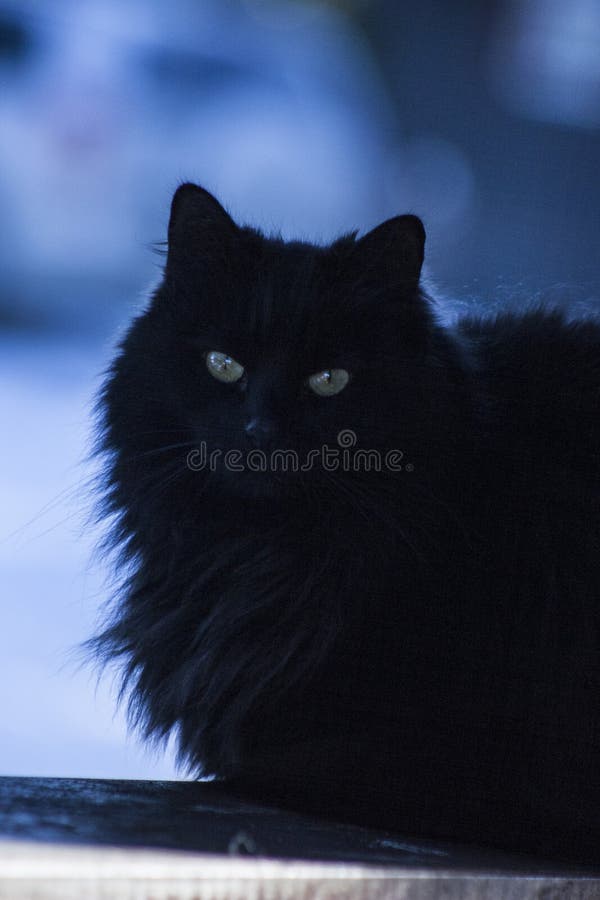 Katze lizenzfreie stockfotos Katze lizenzfreie stockfotos