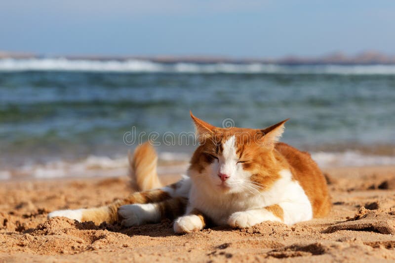 Katze auf dem Strand stockfoto Katze auf dem Strand stockfoto