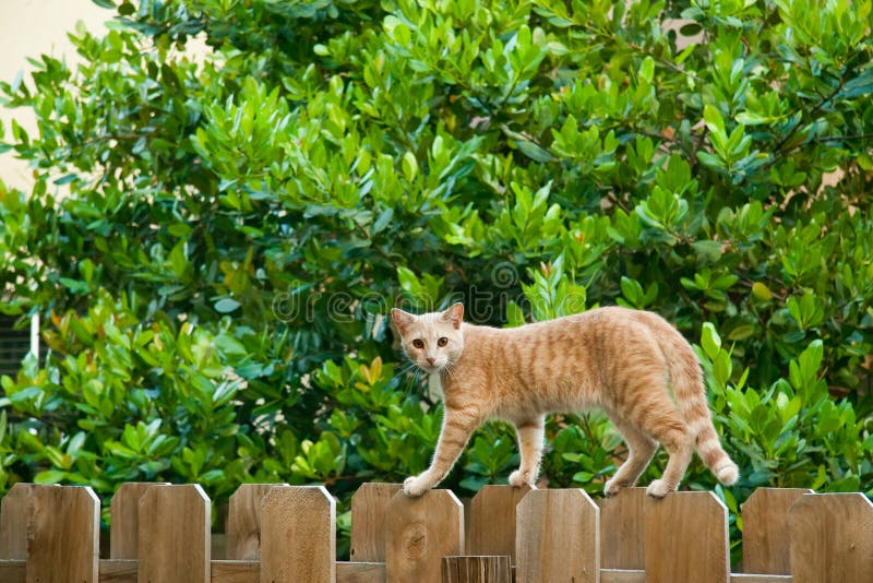 Katze auf dem Zaun