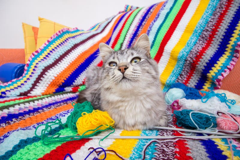 Cat face laying on sofa on multicolored wool background with balls of yarn. Cat face laying on sofa on multicolored wool background with balls of yarn