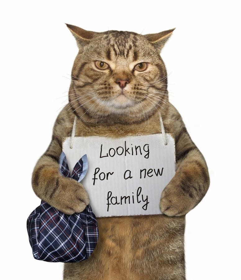 Katze benötigt eine neue Familie stockfoto Katze benötigt eine neue Familie stockfoto