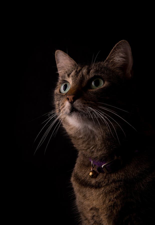 Katze Brown-getigerter Katze auf dunklem Hintergrund stockbild Katze Brown-getigerter Katze auf dunklem Hintergrund stockbild