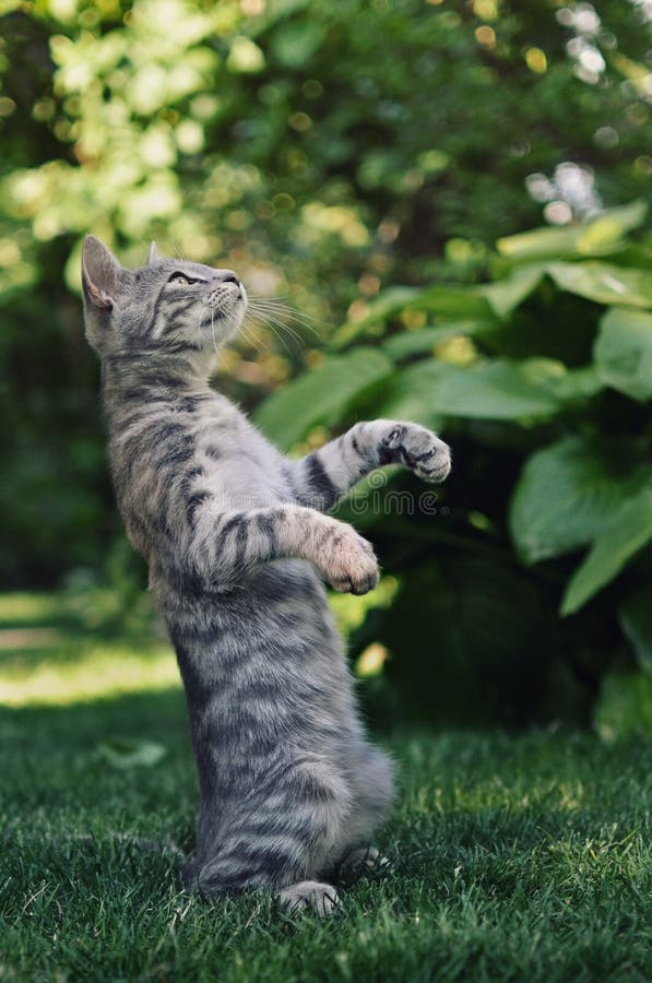 Katze der getigerten Katze, die oben im Garten steht lizenzfreies stockfoto Katze der getigerten Katze, die oben im Garten steht lizenzfreies stockfoto