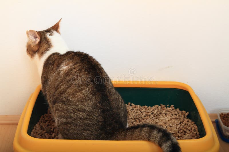 Tabby cat with three colors - white, brown and black - sitting on litter box - cat toilette. Tabby cat with three colors - white, brown and black - sitting on litter box - cat toilette