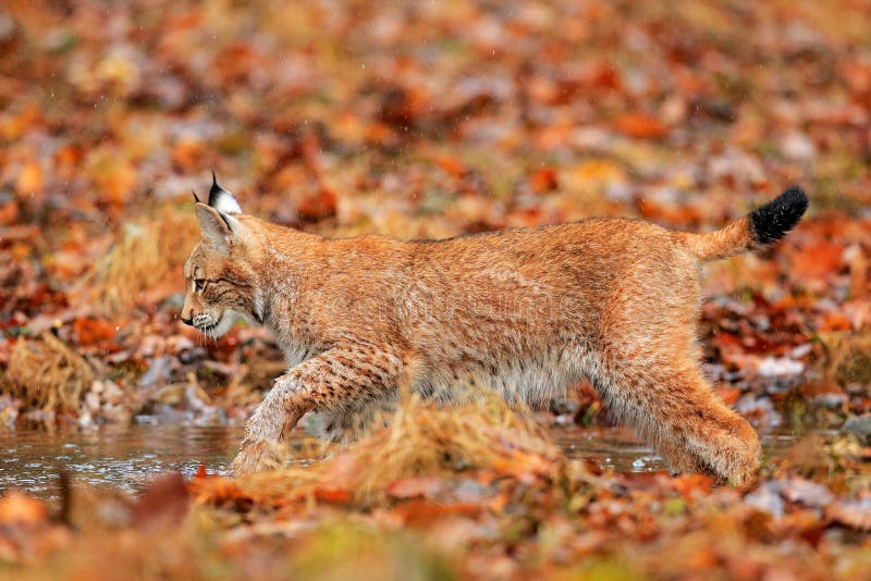 Katze in der Herbstnatur Luchs, der in die orange Blätter geht Wildes Tier versteckt im Naturlebensraum, Deutschland Szene der wi