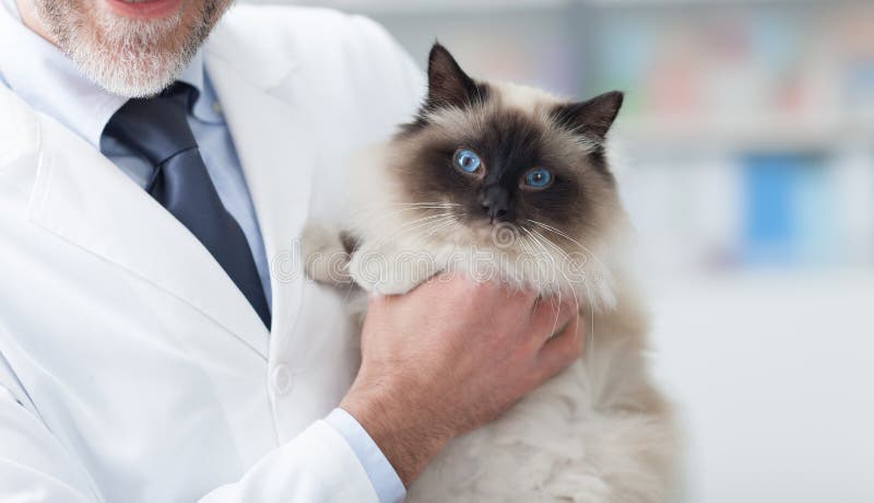 Katze an der Veterinärklinik stockbilder Katze an der Veterinärklinik stockbilder