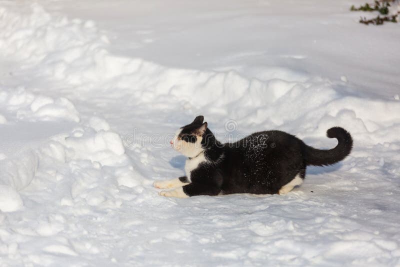 Katze in der Wintersaison lizenzfreies stockbild