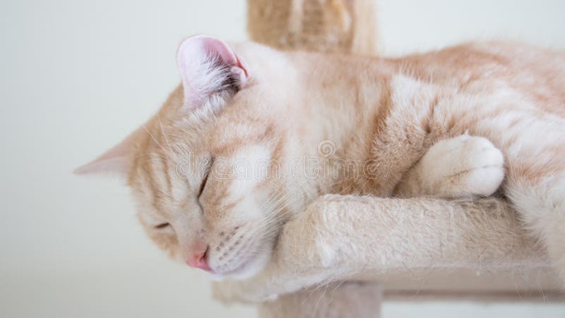 Katze, die auf den Eigentumswohnungen schläft Farbiges der getigerten Katze hellbraunes, amerikanisches halbes Blut des kurzen Ha lizenzfreie stockfotografie Katze, die auf den Eigentumswohnungen schläft Farbiges der getigerten Katze hellbraunes, amerikanisches halbes Blut des kurzen Ha lizenzfreie stockfotografie