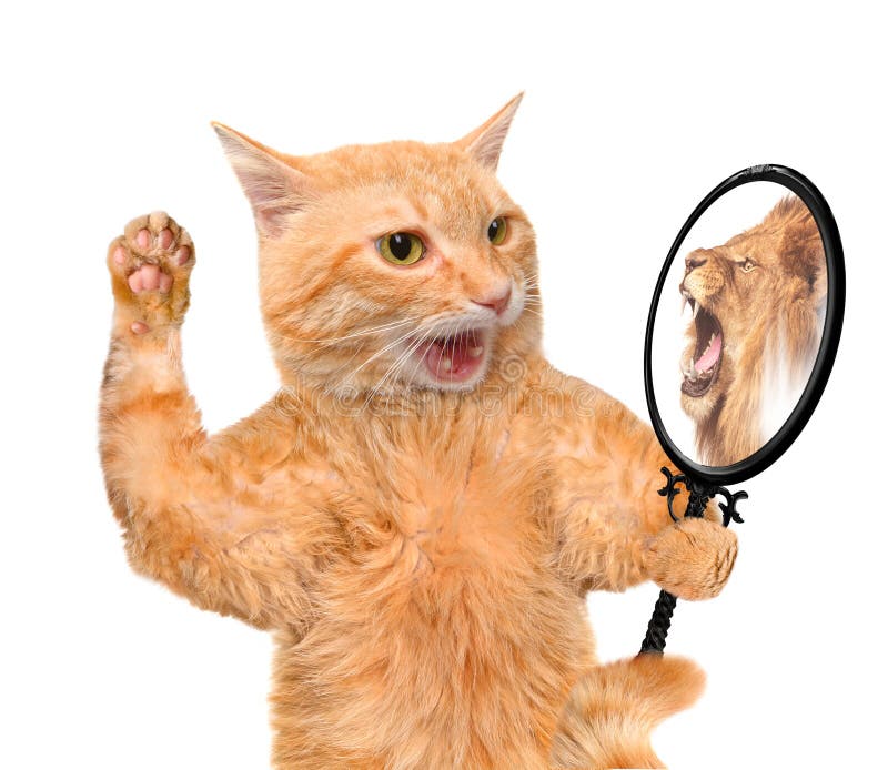 Katze, die den Spiegel untersucht und eine Reflexion eines Löwes sieht