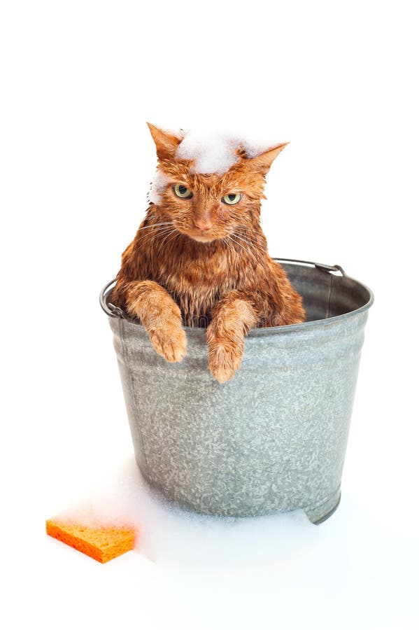 Katze, die ein Bad erhält
