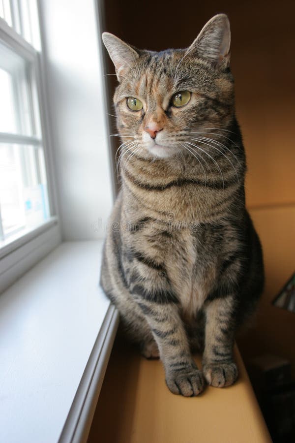 Katze, Die Heraus Fenster Schaut Stockfoto Bild von