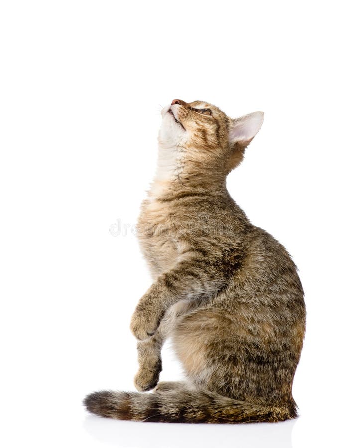 Katze, Die Im Profil Sitzt Und Oben Schaut Lokalisiert Auf Weiß
