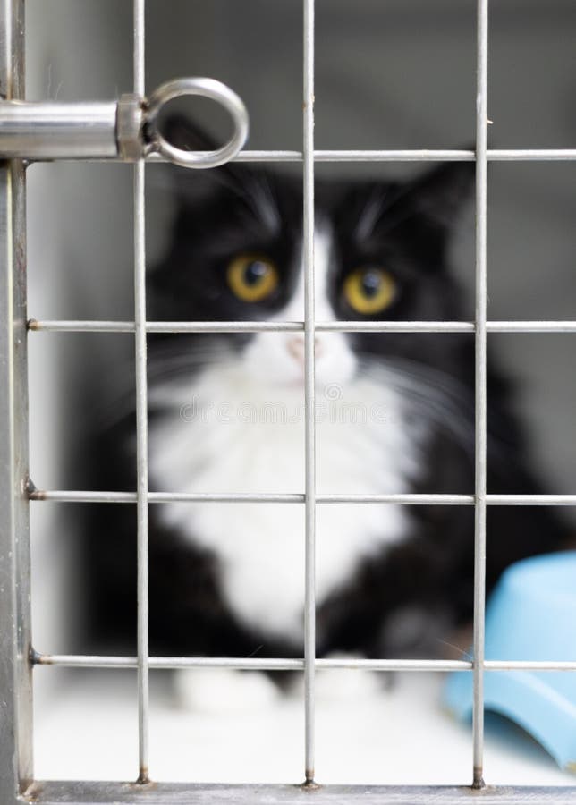 Katze in einem Käfig in einem Tierkrankenhaus, das behandelt wird. Die Katze sitzt in einem Käfig in einer Tierklinik und wartet d. Die Katze sitzt in einem Käfig in einer Tierklinik und wartet auf eine Untersuchung oder Behandlung als Symbol für die Gesundheit von Haustieren.
