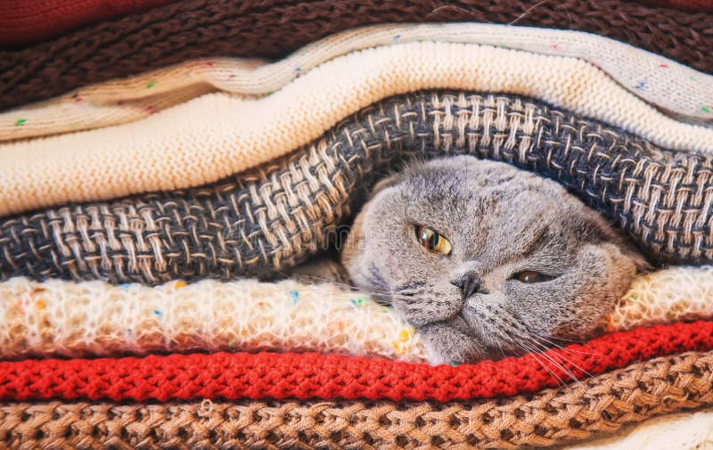 Katze in einem Stapel warmer Kleidung Selektiver Fokus