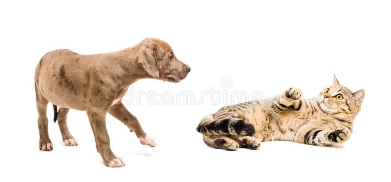 Katze erschrockener Welpe stockfotografie Katze erschrockener Welpe stockfotografie