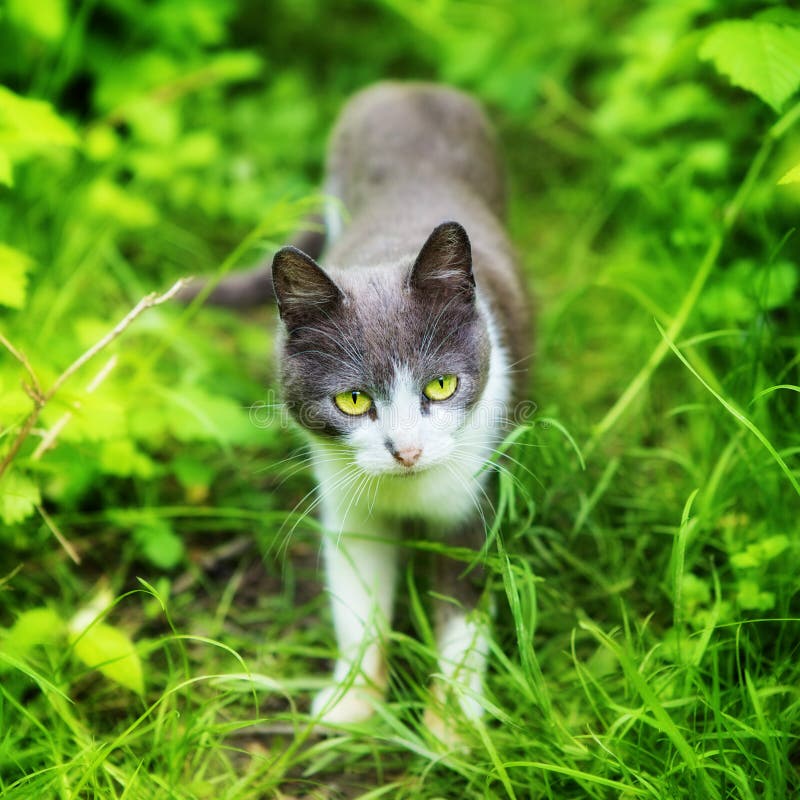 Katze im Gras stockfoto. Bild von nave, inländisch, bild - 25737656