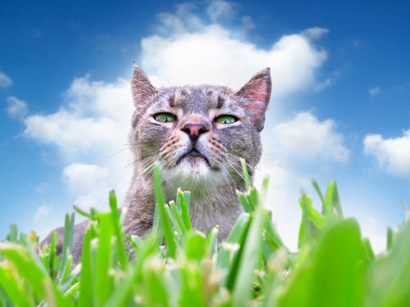 Katze im Gras stockbild. Bild von bewölkt, wekzeugspritze - 5072895