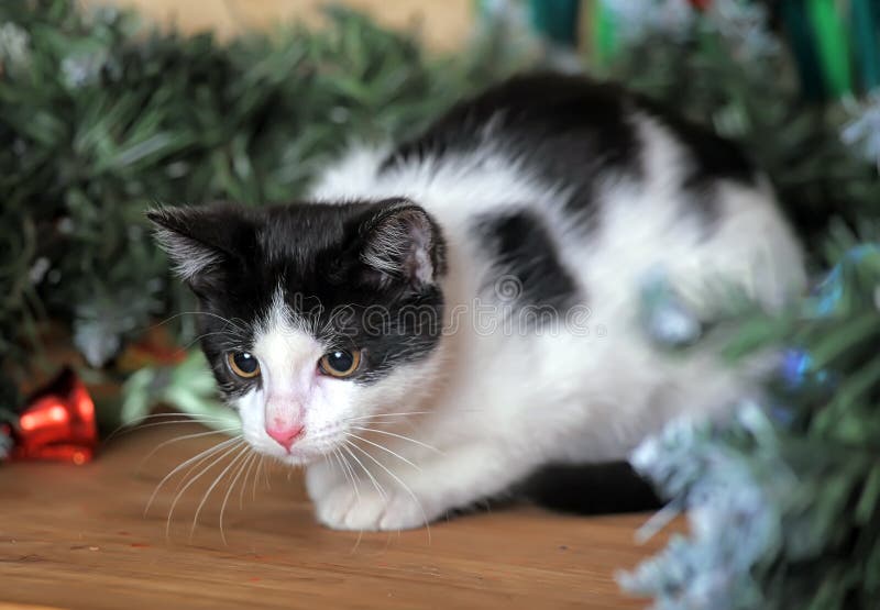 Katze im Weihnachten stockbild. Bild von weihnachten - 48424533