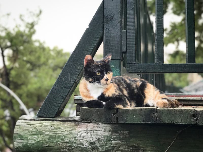 Katze liegt auf einem hölzernen Treppenhaus lizenzfreies stockfoto Katze liegt auf einem hölzernen Treppenhaus lizenzfreies stockfoto