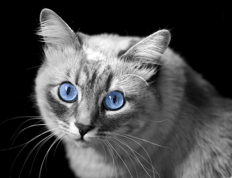 Weiße Katze Mit Blauen Augen Stockbild Bild von hintergrund, schauen 410041