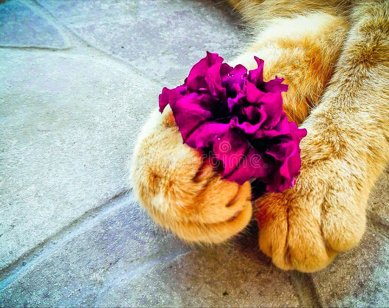 Katze mit Blumen in den Tatzen Katze mit Blumen in den Tatzen