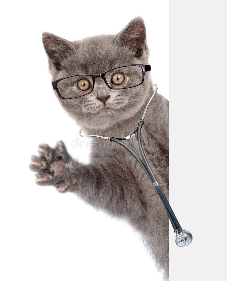 Cat with eyeglasses and with a stethoscope on his neck peeks out from behind a banner. isolated on white background. Cat with eyeglasses and with a stethoscope on his neck peeks out from behind a banner. isolated on white background.