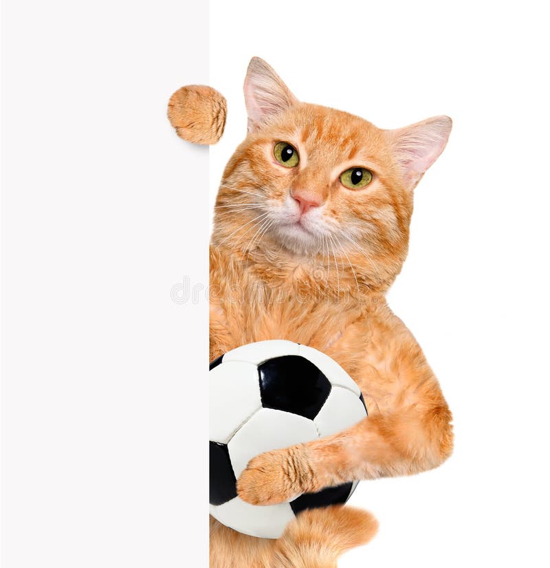 Katze Mit Einem Weißen Fußball Stockfoto - Bild von turnhalle, praxis ...