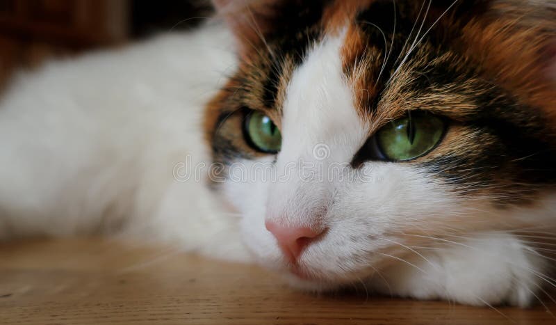 Katze mit mystischen grünen Augen für Halloween-Abschluss oben stockbilder Katze mit mystischen grünen Augen für Halloween-Abschluss oben stockbilder