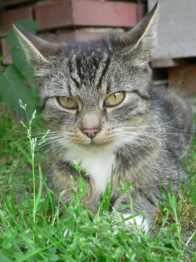 Katze Mit Offenem Mund Stockbild Bild Von Mund Katze