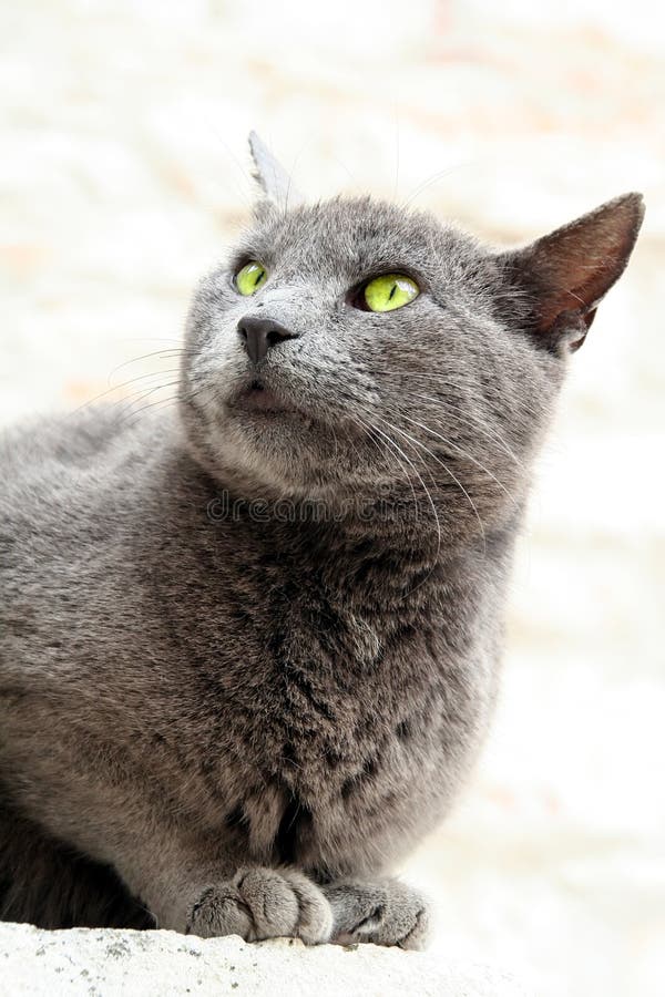Katze portait mit grünen hellen Augen