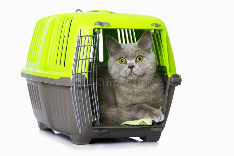 Cat with transport box stock photo. Image of household 30324978