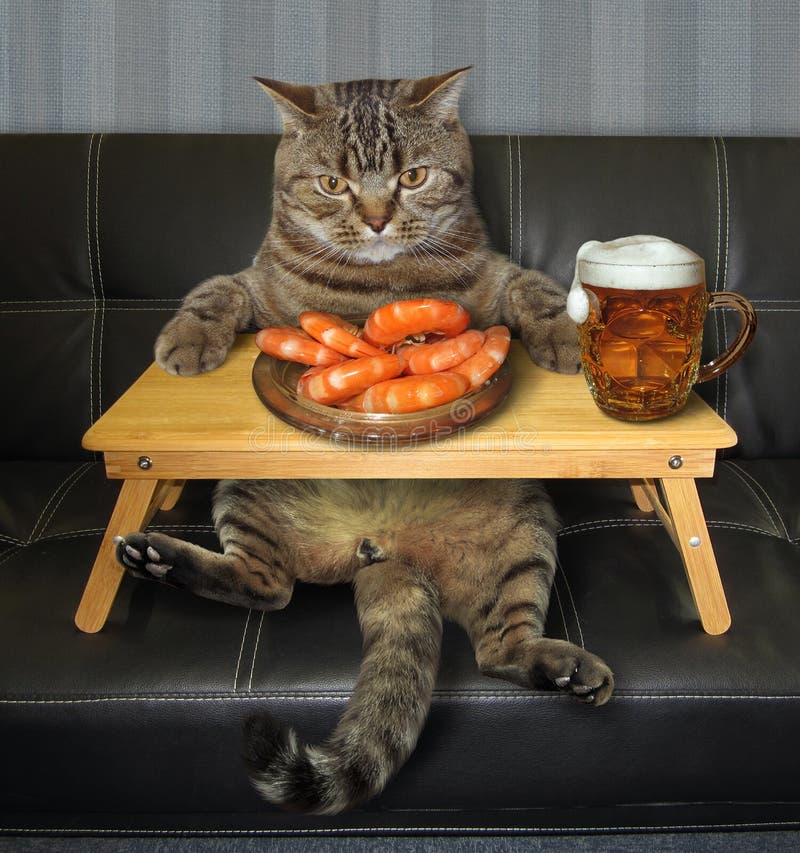 189 Katze Und Bier Fotos Kostenlose Und Royalty Free Stock Fotos Von Dreamstime