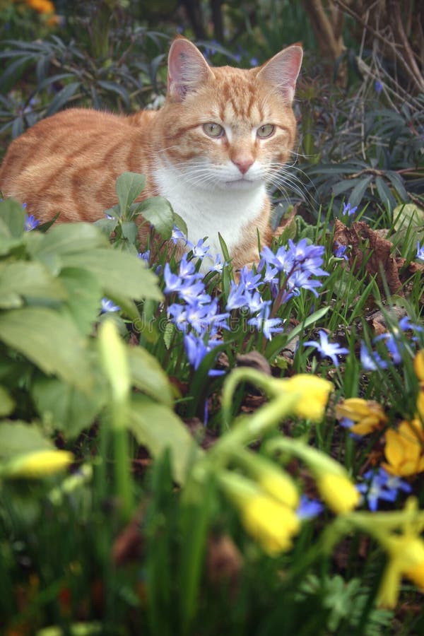 Katze und Blumen im Garten stockbild. Bild von gärten, gärtnern 682863