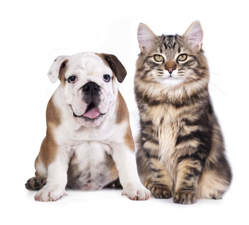 Bulldogge Und Kitten High Five Stockfoto Bild von hoch, bulldogge